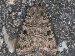 Euxoa terrenus