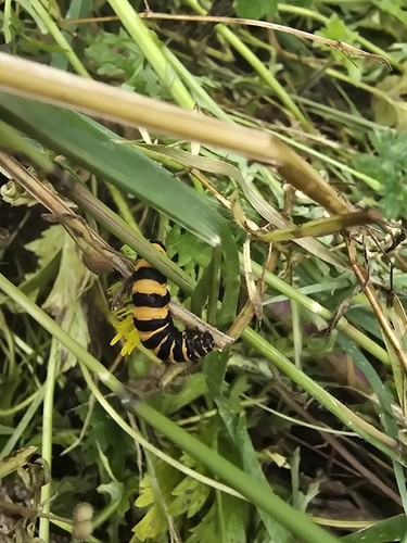 Cinnabar moth