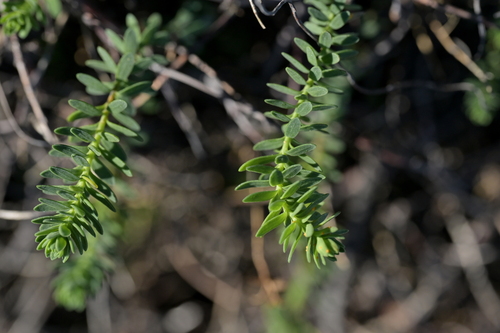 Linum monogynum, photograph 3