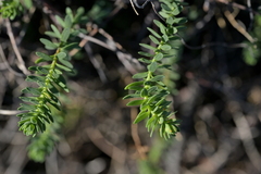 (c) Christopher Stephens, some rights reserved (CC BY-SA) Linum monogynum, photograph (c) Christopher Stephens, some rights reserved (CC BY-SA)