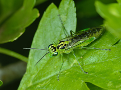 Rhogogaster chlorosoma