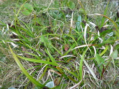 Carex wakatipu