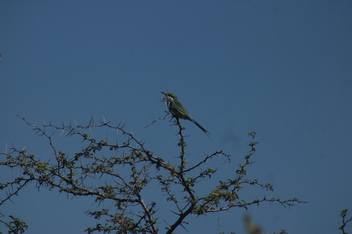 Swallow-tailed Bee-eater