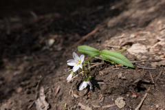 Claytonia lanceolata
