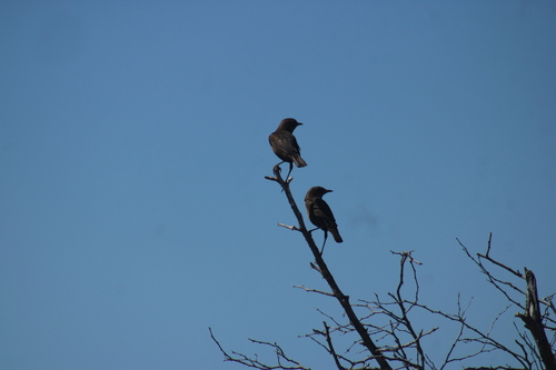 Southern Anteater-Chat