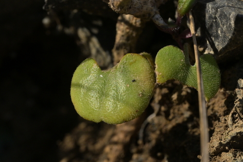 Dichondra brevifolia, photograph 6