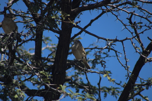 Kalahari Scrub-Robin