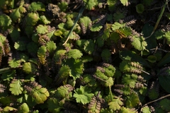 Leptinella squalida, photograph (c) Christopher Stephens, some rights reserved (CC BY-SA)