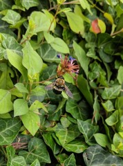 Xylocopa virginica