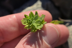(c) Christopher Stephens, some rights reserved (CC BY-SA) Linum monogynum, photograph (c) Christopher Stephens, some rights reserved (CC BY-SA)