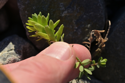 Linum monogynum, photograph 2