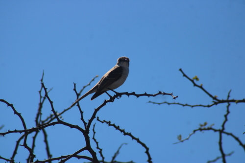 Marico Flycatcher