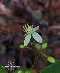 author not stated, no rights reserved Clematis meyeniana, photograph author not stated, no rights reserved