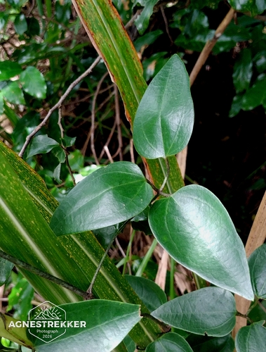 Clematis meyeniana, photograph 2
