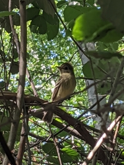 Empidonax difficilis