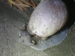 Megalobulimus oblongus