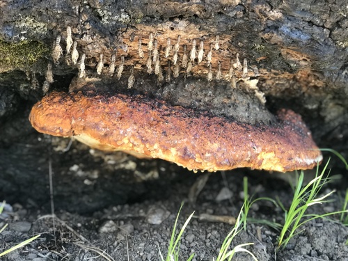 Schrenk's Red-Belt Conk