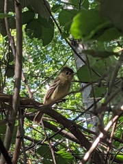 Empidonax difficilis