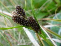 Carex wakatipu