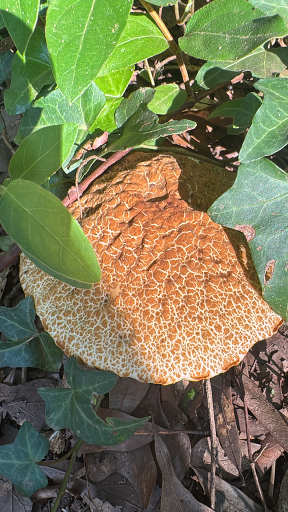 wrinkled bolete · August 2026 · photo: Photo: no rights reserved · iNaturalist