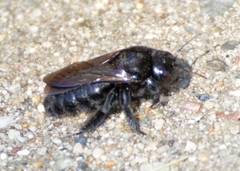 Xylocopa sonorina