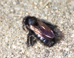 Xylocopa sonorina