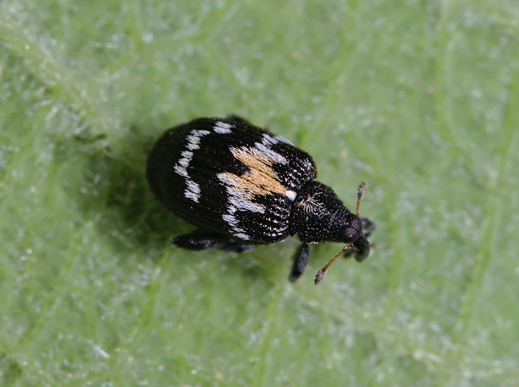 Tachyerges salicis
