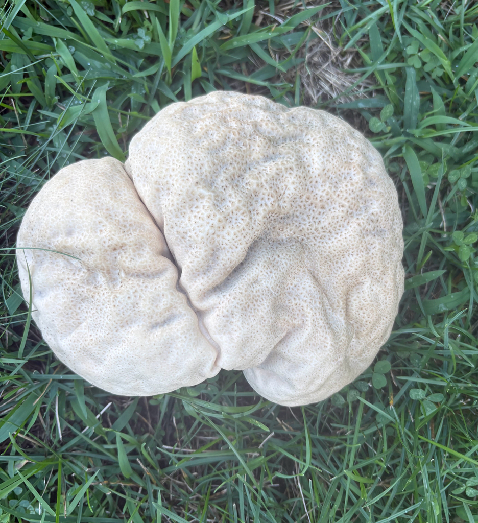 Brain puffball · August 2026 · photo: Photo: (c) eml23, some rights reserved (CC BY) · iNaturalist