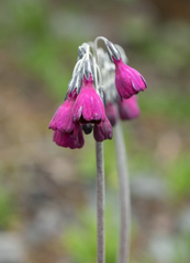 Primula secundiflora