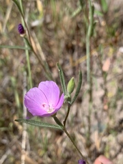 Clarkia gracilis