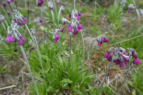 Primula secundiflora, photograph 6
