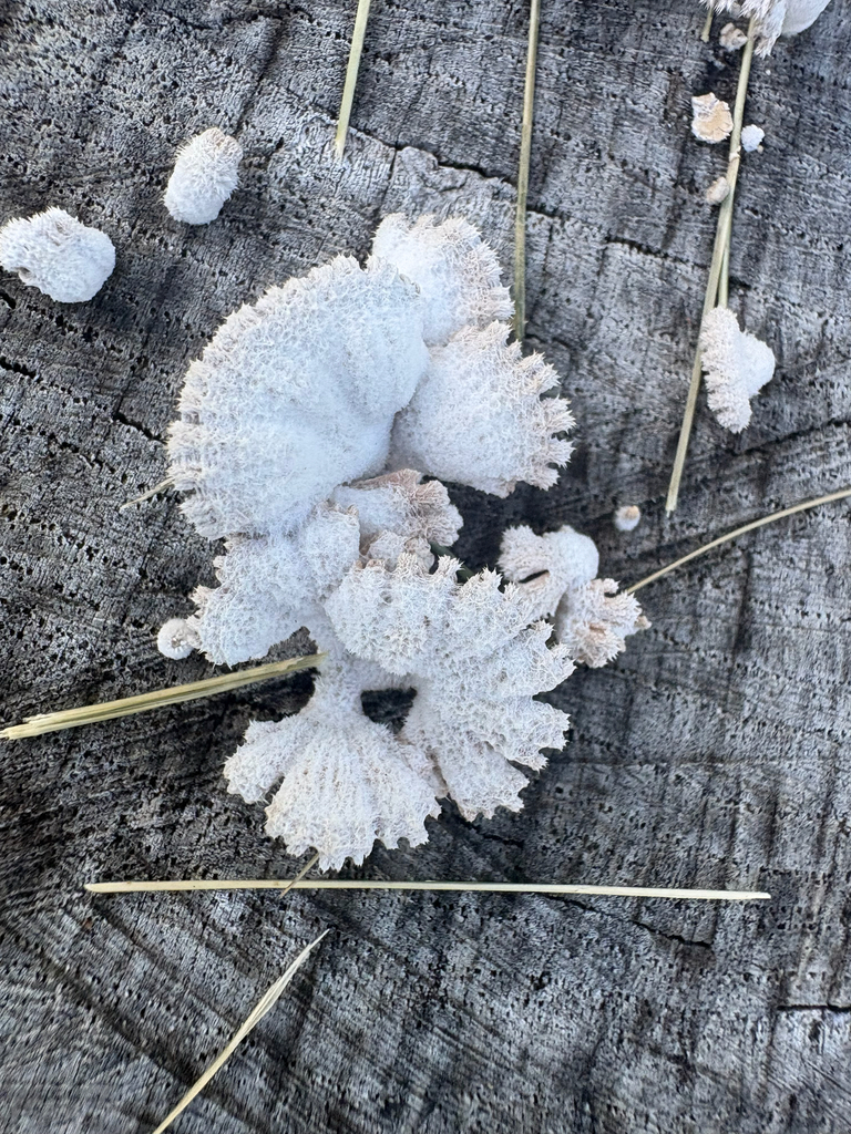 splitgill mushroom · August 2026 · photo: Photo: (c) eml23, some rights reserved (CC BY) · iNaturalist