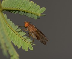 Diptera