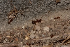Solenopsis