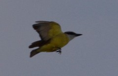 Pitangus sulphuratus