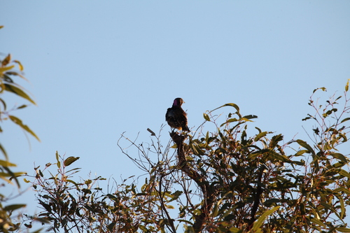 Western Bowerbird (Chlamydera guttata), photo 4