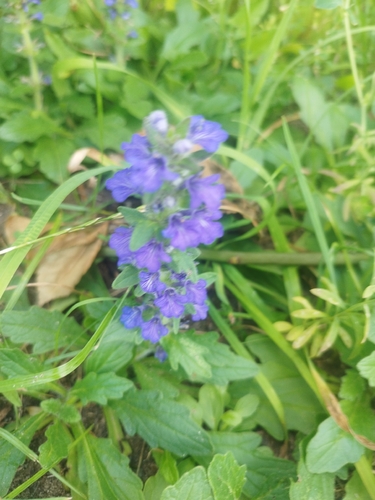 Ajuga genevensis, photograph 6