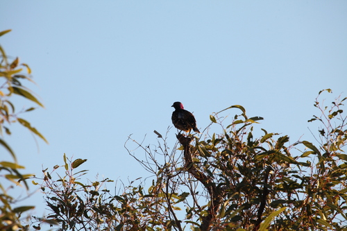 Western Bowerbird (Chlamydera guttata), photo 5