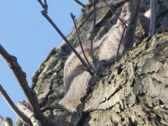 Sciurus carolinensis