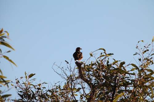 Western Bowerbird (Chlamydera guttata), photo 9