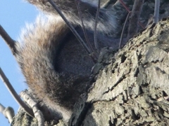 Sciurus carolinensis