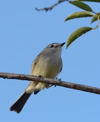Serpophaga subcristata