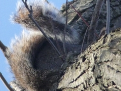Sciurus carolinensis