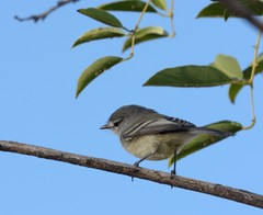 Serpophaga subcristata