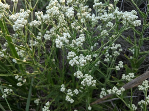 iNaturalist observation photo of California cudweed