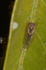 Platycorypha