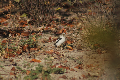 White-crested Helmetshrike