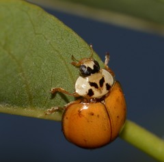 Harmonia axyridis
