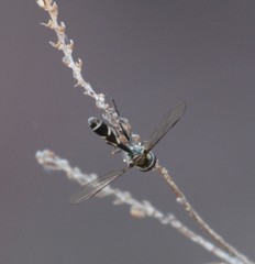 Dioprosopa clavata