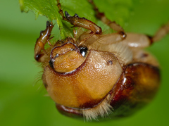 Rhizotrogus aestivus